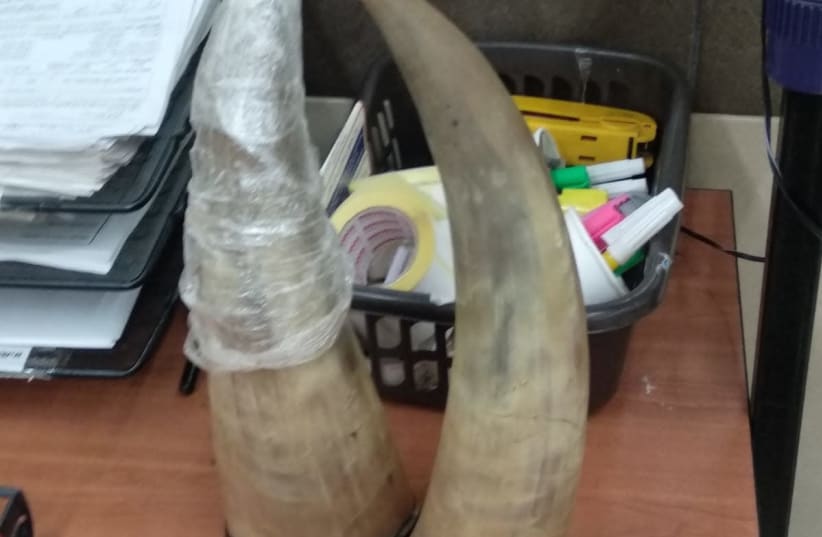 Two elephant ivories retrieved by the Civil Administration at the Allenby Bridge crossing in October 18, 2018 (photo credit: COGAT)