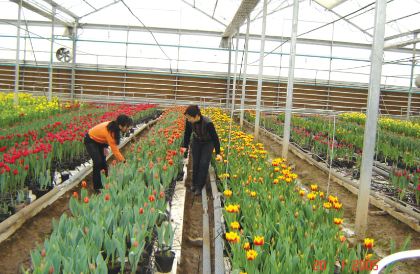 WORKERS AT a Chinese greenhouse seen implmenting tehcniques learned from MASHAV (photo credit: MASHAV)