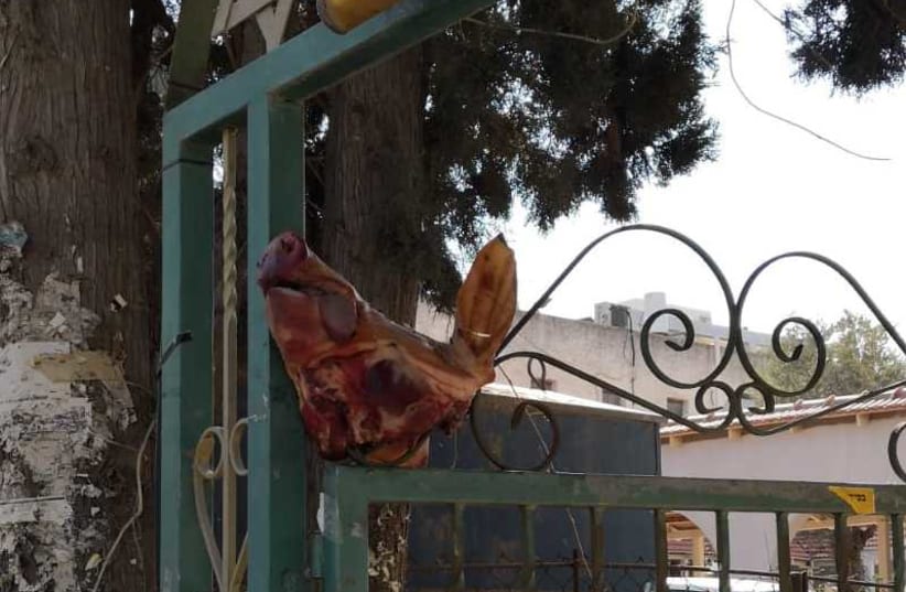 Pig's head in a synagogue in Ramat HaSharon  (photo credit: POLICE SPOKESPERSON'S UNIT)