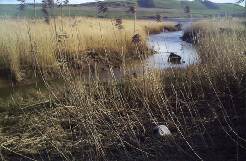 REEDS GROW in a Scottish salt marsh: ‘If a person takes a bundle of reeds – can he break them at the same time? But if he takes one at a time, even a child can break them’  (photo credit: Wikimedia Commons)