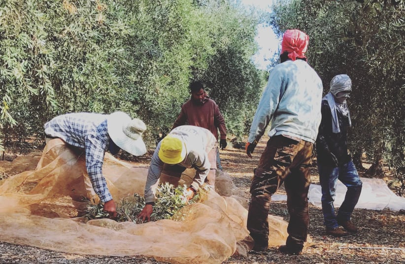 Workers rake up the glorious olive harvest (photo credit: SETH J. FRANTZMAN)