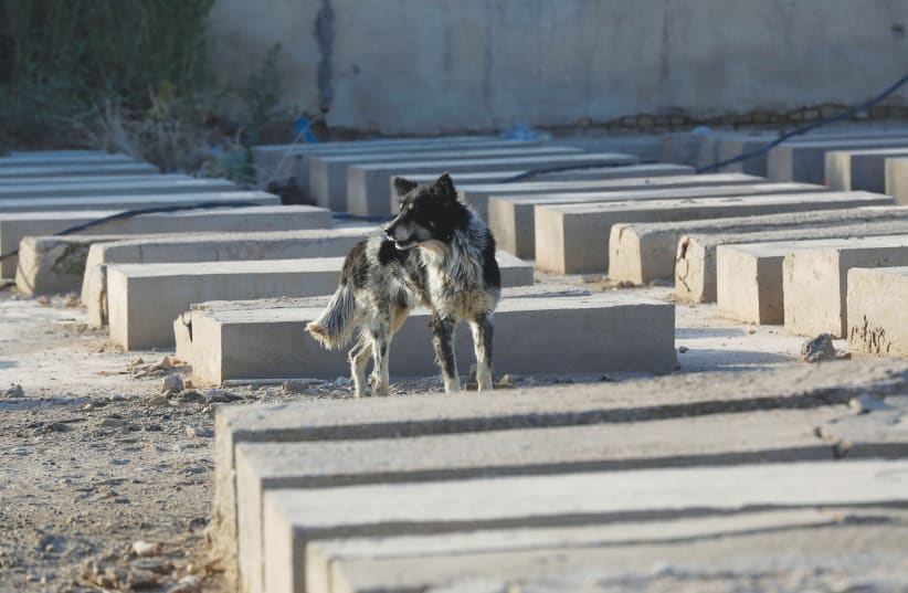 A dog is seem inside a Jewish cemetery in the Sadr City district of Baghdade in April (photo credit: WISSIM AL-OKILI/REUTERS)