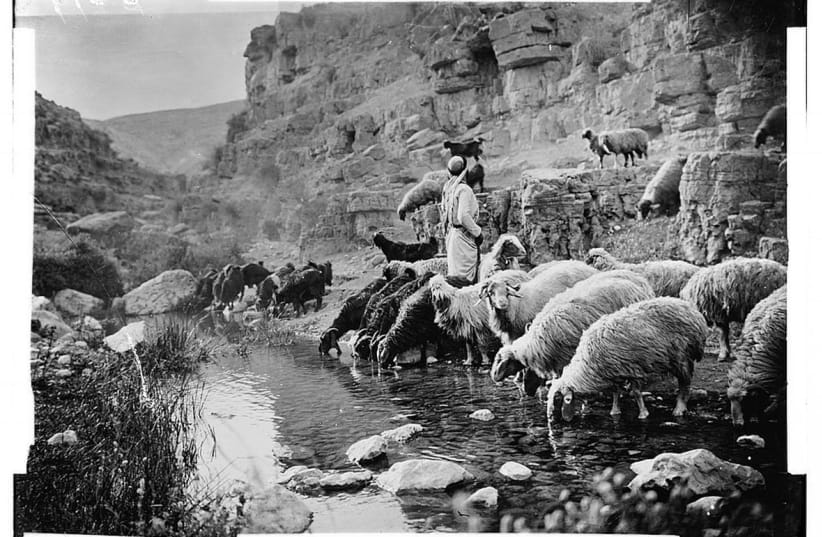 [Like Moses,' 'it is similary told that King David herded his father's flock and was chosen for the monarchy as a result of his compassion for weak sheep.' (photo credit: LIBRARY OF CONGRESS)