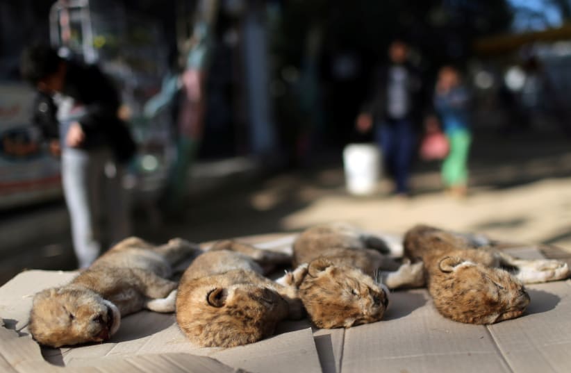 Bodies of four baby lion cubs that died in a zoo, are seen in the southern Gaza Strip, January 18, 2019.  (photo credit: IBRAHEEM ABU MUSTAFA / REUTERS)