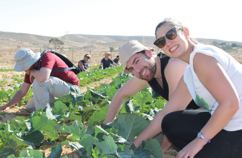 Young professionals on JNF Volunteer Vacation, getting their hands dirty while learning about agriculture in the Negev (photo credit: JNF-USA)