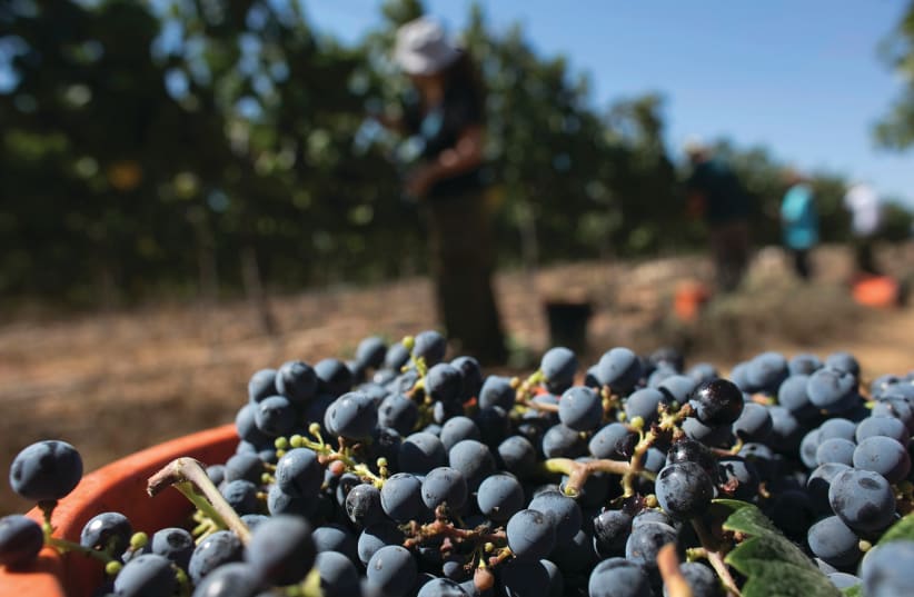 MORE THAN 15,000 acres are under grape cultivation around Israel, resulting in some 40 million bottles of wines per year.  (photo credit: REUTERS)