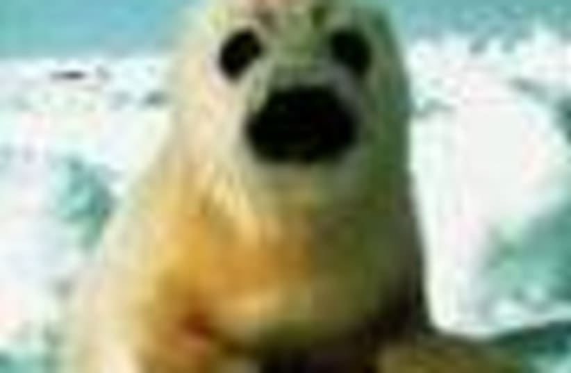 arctic seal 88 (photo credit: )