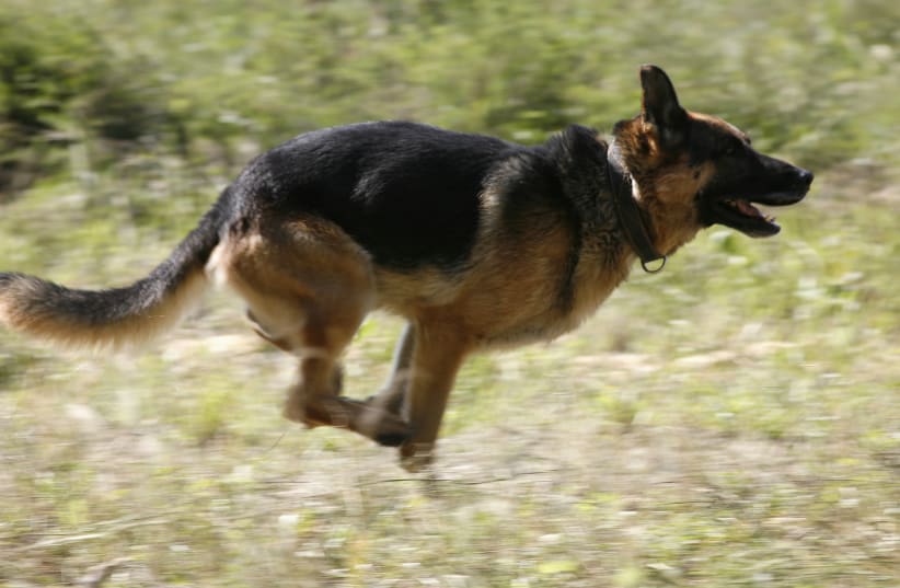 A German shepherd dog takes a test during an annual cynologist competition, held by members of the regional penitentiary camps system, outside Russia's Siberian city of Krasnoyarsk, August 24, 2012. 24 teams representing prison camps took part in a five-day-long competition (photo credit: REUTERS/ILYA NAYMUSHIN)