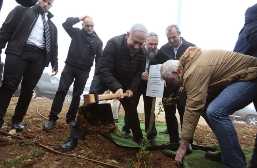 Prime Minister Benjamin Netanyahu plants a tree on the outskirts of Elazar in Gush Etzion on January 26, vowing not to uproot settlements in any peace deal (photo credit: MARC ISRAEL SELLEM)