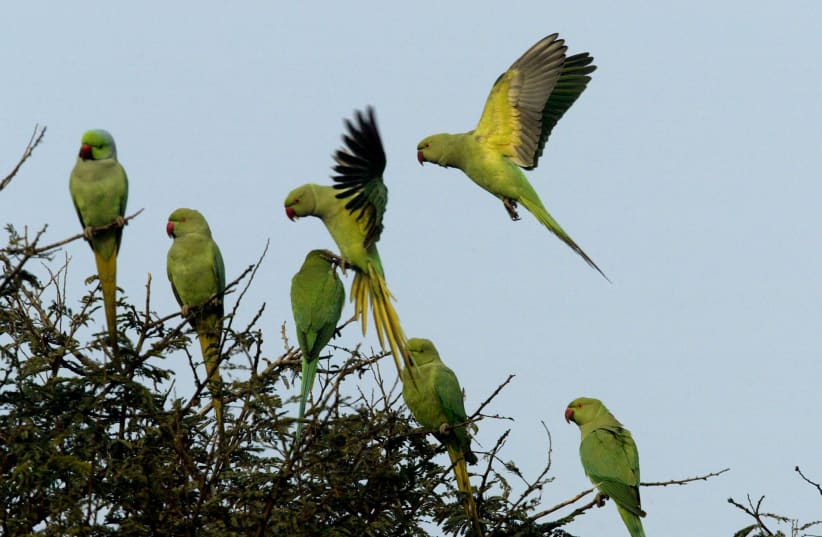 Parrots land on a tree in the morning at Khati Waas village in the northern Indian state of Haryana December 29, 2005 (photo credit: REUTERS)