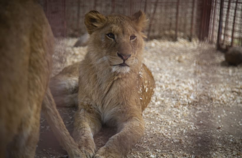 A lion sits in a small and delapitated cage at the Rafah Zoo in the Gaza Strip (photo credit: FOUR PAWS)