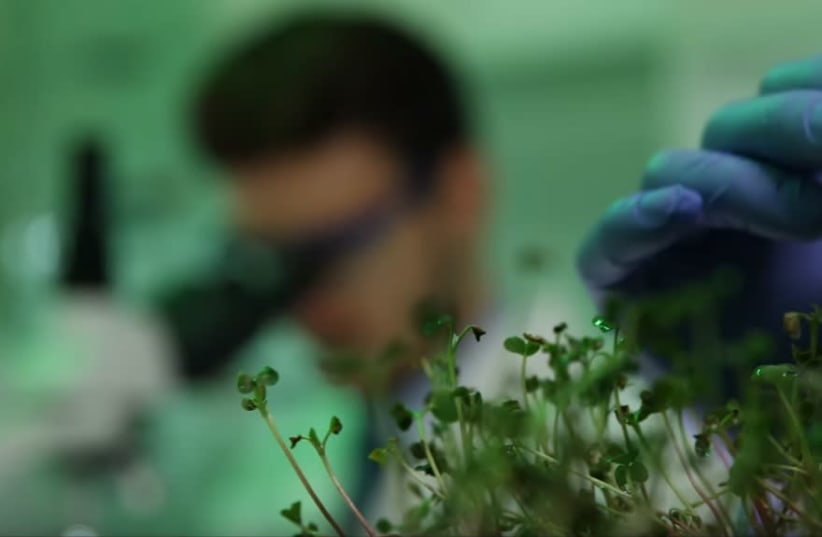 Researchers help plants at the Weizmann Institute of Science (photo credit: WEIZMANN INSTITUTE OF SCIENCE)