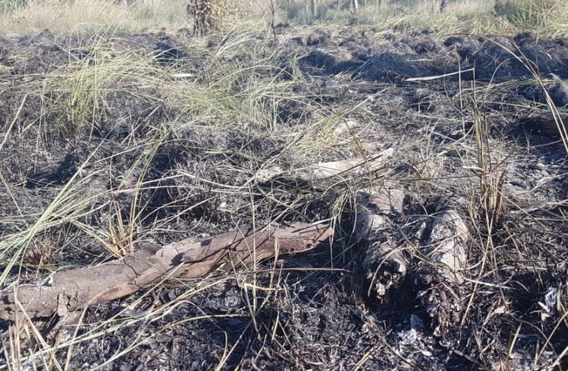 Aftermath of fire in Beeri forest  (photo credit: OSHRI TZIMER)