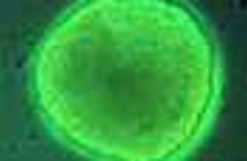 stem cell 88 (photo credit: )