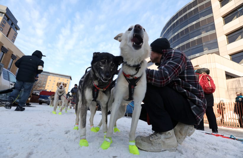 Matt Hall gets his team ready at the ceremonial start of the Iditarod dog sled race in Anchorage, Alaska, U.S., March 2, 2019.  (photo credit: KERRY TASKER / REUTERS)