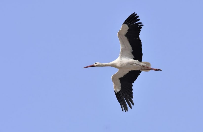 Stork over Dudaim Park  (photo credit: DANIEL BERKOWITZ)