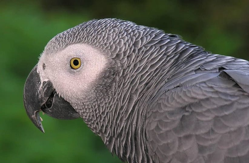 Congo African Grey parrot (photo credit: L. MIGUEL BUGALLO SÁNCHEZ/WIKIMEDIA COMMONS)