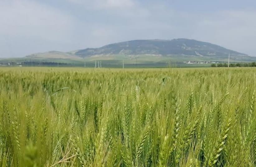 Wheat in a field  (photo credit: Courtesy)