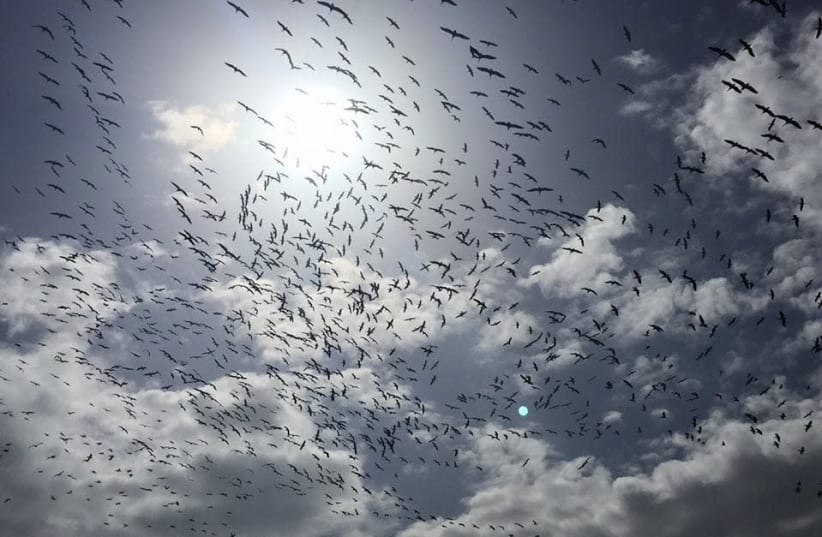 Migrating birds over the Hula valley (photo credit: INBAR SHLOMIT RUBIN / JEWISH NATIONAL FUND)