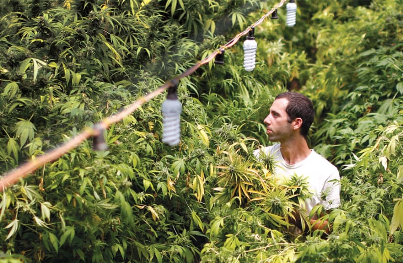 A worker harvests cannabis plants at a plantation near the northern town of Nazareth (photo credit: AMIR COHEN)