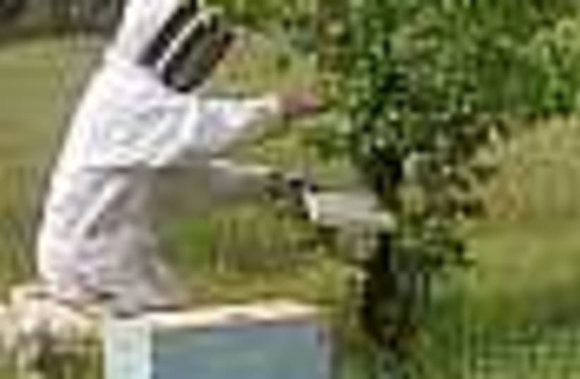 beekeeper 88 (photo credit: )