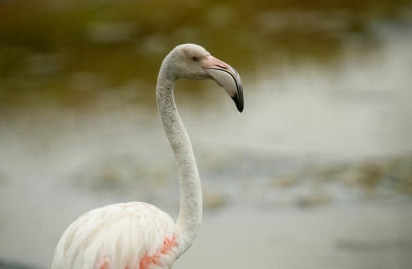 A greater flamingo (photo credit: REUTERS/DARRIN ZAMMIT LUPI)