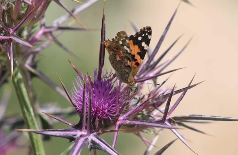 Butterfly in Bethlehem (photo credit: PAUL CALVERT)