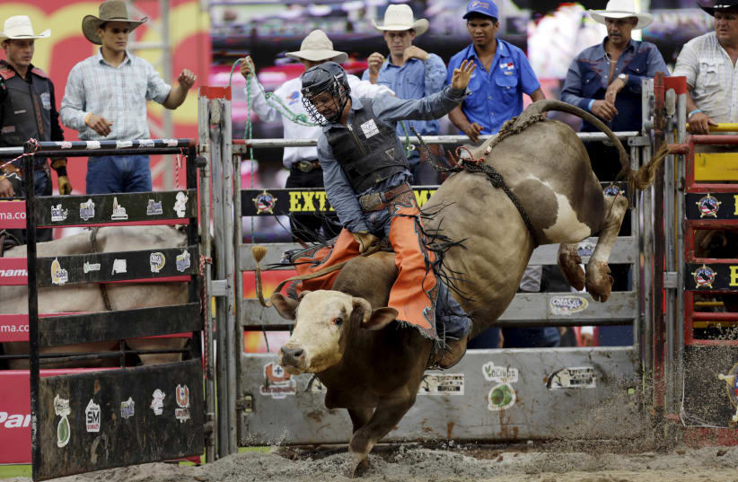 Jared Long of the U.S. rides a bull during the first international cowboy edition of the Extreme American Rodeo in Panama City September 27, 2015 (photo credit: CARLOS JASSO/REUTERS)