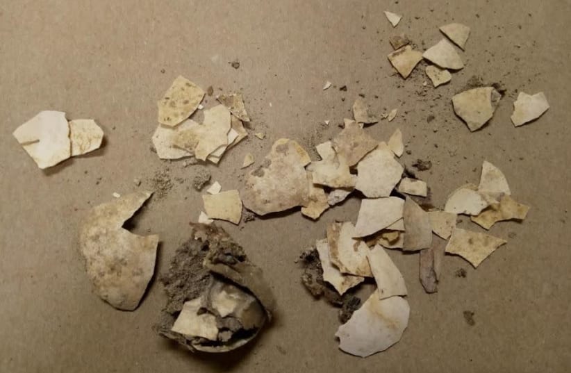Egg shells from the City of David [First Temple period].  (photo credit: BAR ILAN UNIVERSITY)