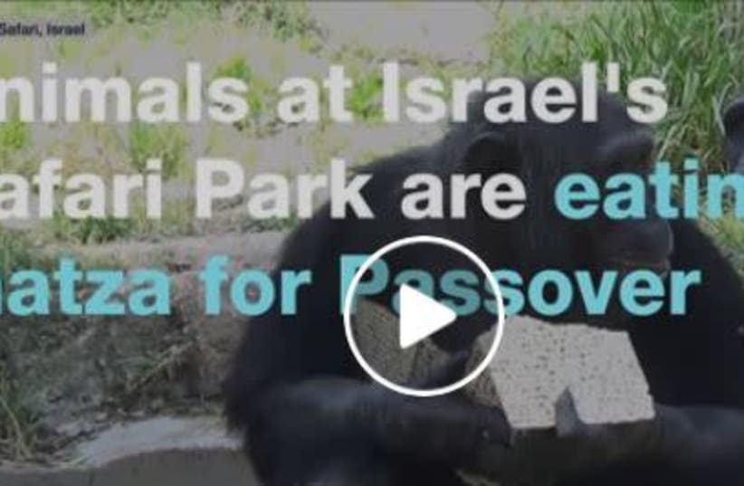 Monkeys eat matzah on Passover (photo credit: screenshot)