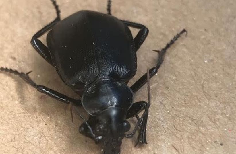 This black beetle recently 'invaded' Israel  (photo credit: DR. URI SHALOM MINISTRY OF ENVIORNMENTAL PROTECTION)