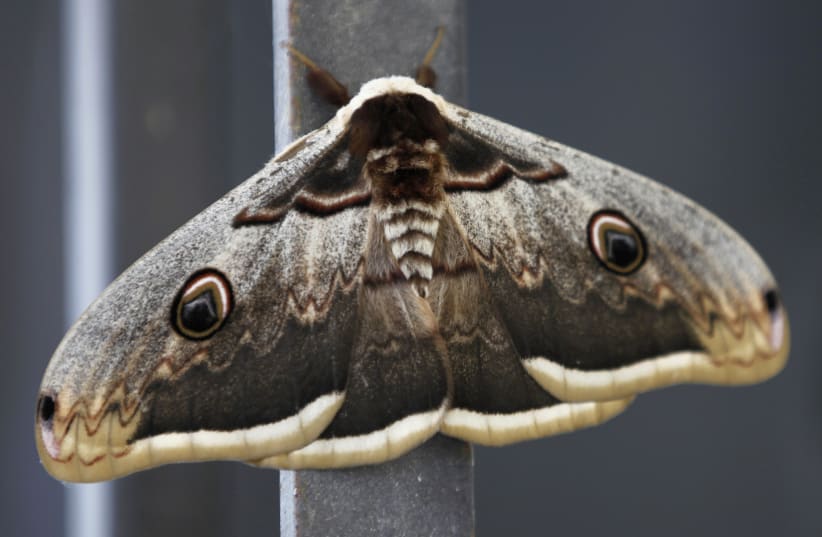 Moth on a window (photo credit: REUTERS/JAMAL SAIDI)