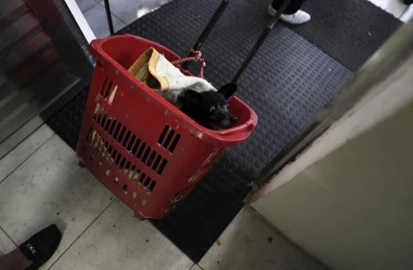A woman pulls her dog inside a shopping trolley as they leave the Anclivepa-SP veterinarian hospital, which is financed by Sao Paulo's municipal government and opened two months ago offering free health care for the pets of low-income residents, in Sao Paulo August 22, 2012. (photo credit: NACHOS DOCE / REUTERS)