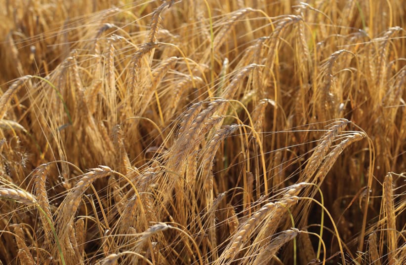 MAY WE all bask in God’s carefree abundance from the barley harvest to the wheat harvest. (photo credit: PIXABAY)