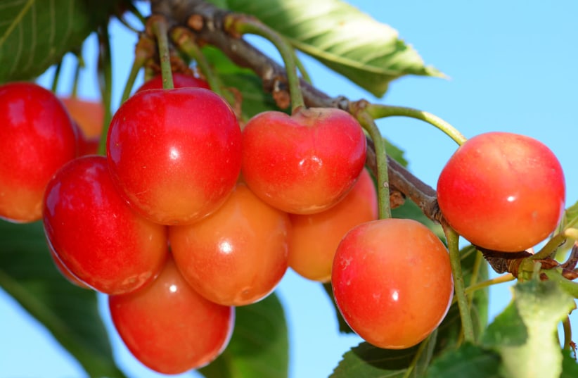 Cherries on a tree in Yatir, Southern Hebron Hills region (photo credit: ITSIK MAROM)