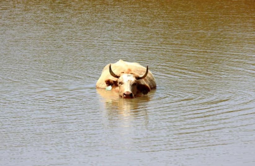 Cow taking a dip in the Golan as heat-wave reaches Israel  (photo credit: RINA NAGILA)
