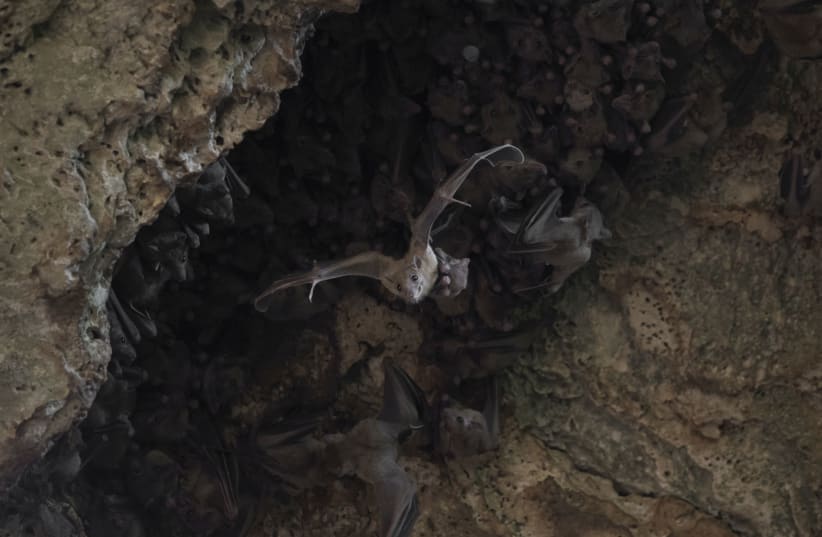 An Egyptian fruit bat mother leaving the cave with its pup (photo credit: SASHA DANILOVICH)