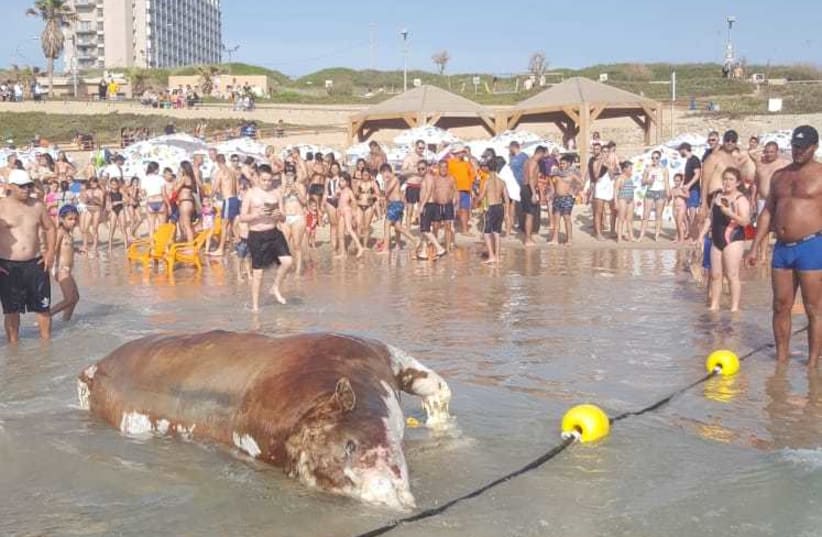 Dead calf washes up on HaTzuk Beach in Tel Aviv June 1, 2019 (photo credit: ANIMALS)