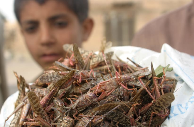 A boy holds a bag filled with locusts he caught near Radaa, Yemen Sept. 2007 (photo credit: REUTERS/KHALED ABDULLAH ALI AL MAHDI)