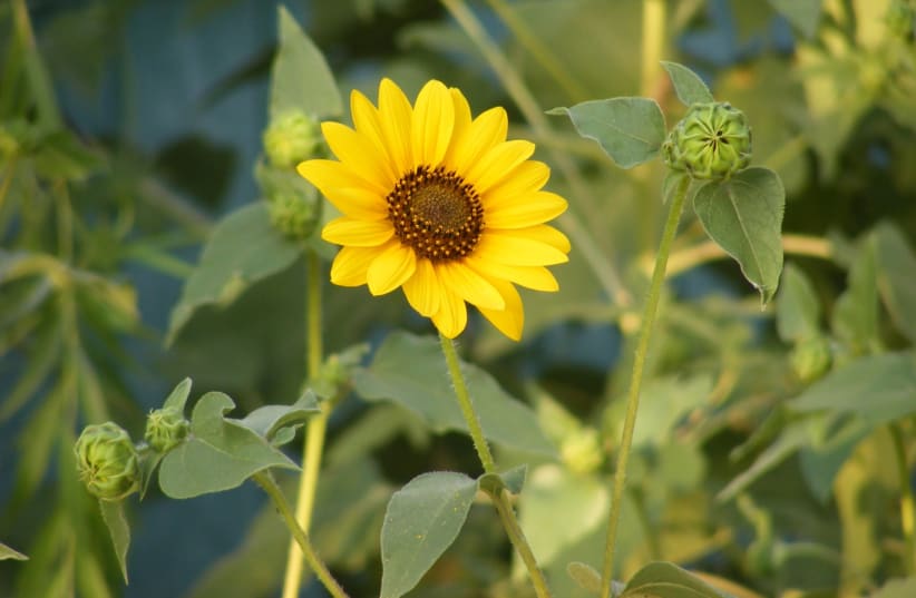 A wild sunflower (photo credit: PUBLIC DOMAIN)