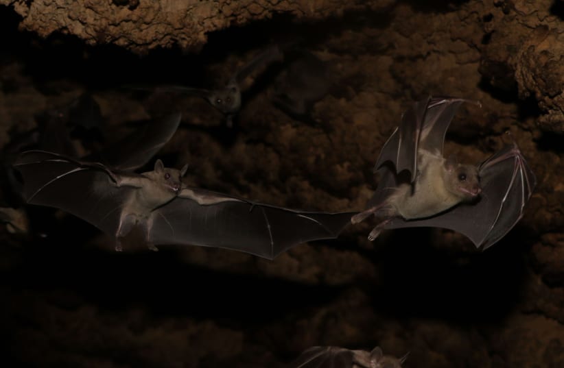 Blind as a bat? Might not be as blind as you think (photo credit: STEFAN GREIF)