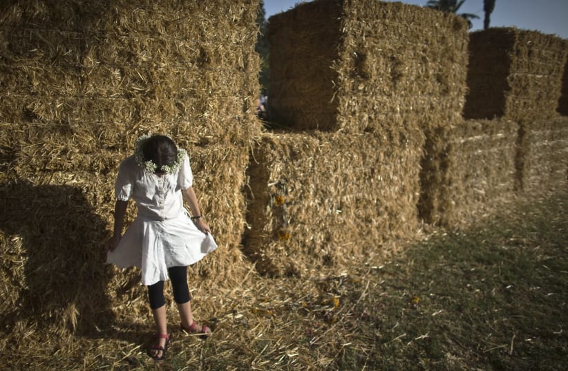 A girl stands next to bales of hay at the annual harvest festival in Kibbutz Degania Alef, northern Israel (photo credit: RONEN ZVULUN/REUTERS)