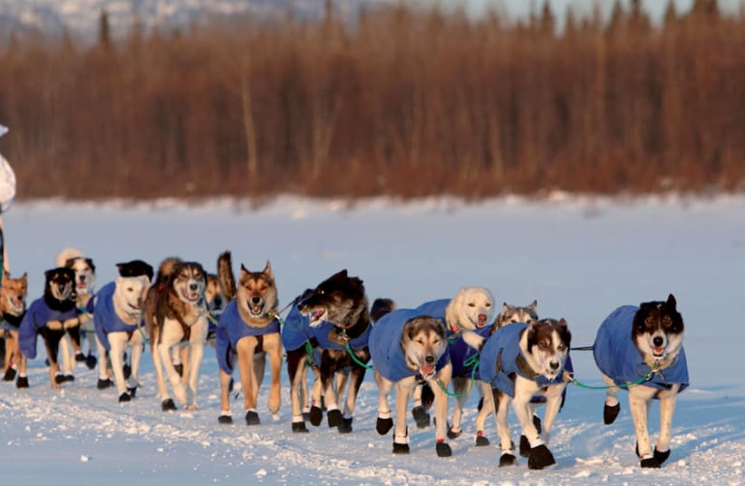 Dogs plow through the snow at the Iditarod race in Anchorage (photo credit: CHRIS CLENNAN / STATE OF ALASKA)