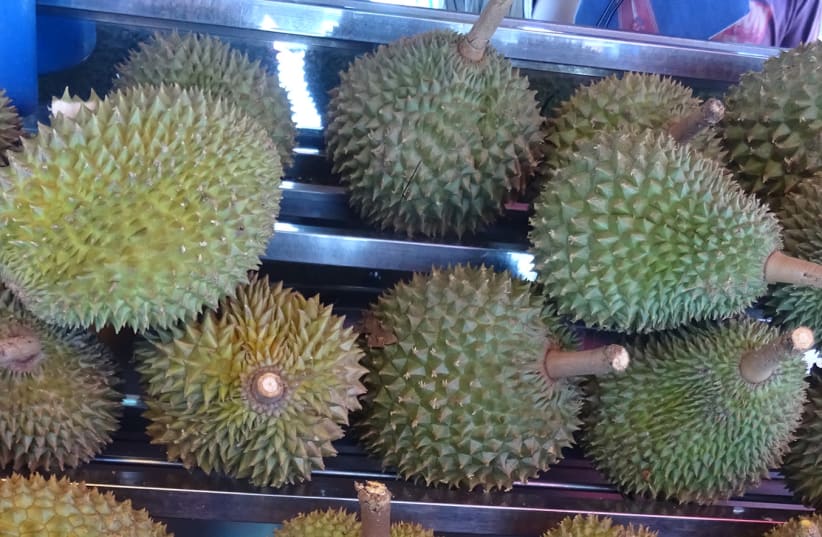 Durian fruit (photo credit: FLICKR)