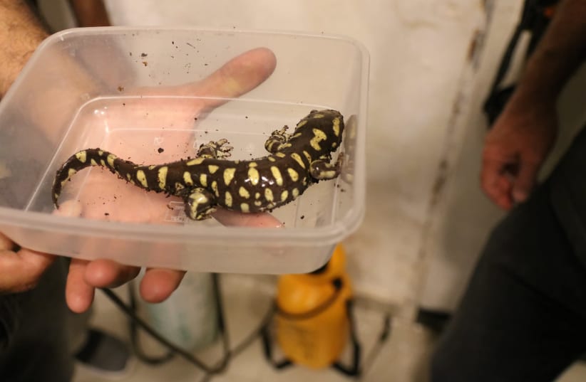 Panther Salamander, an amphibian that lives in North America was found in an apartment in Tel Aviv (photo credit: YANIV COHEN/NATURE AND PARKS AUTHORITY)