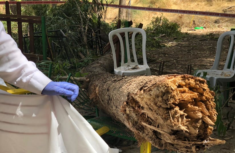 The tree log that collapsed and killed a child near Kiryat Gat (photo credit: POLICE SPOKESPERSON'S UNIT)
