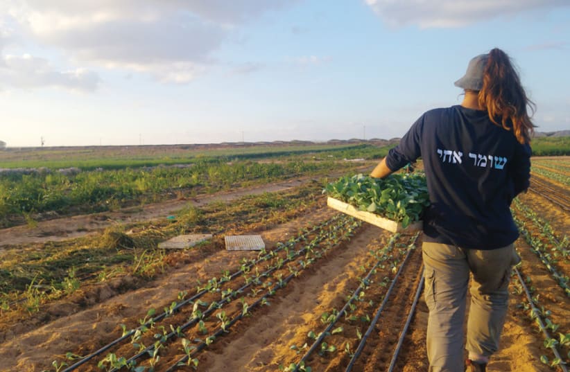 WORKING THE land with HaShomer HaChadash. (photo credit: Courtesy)