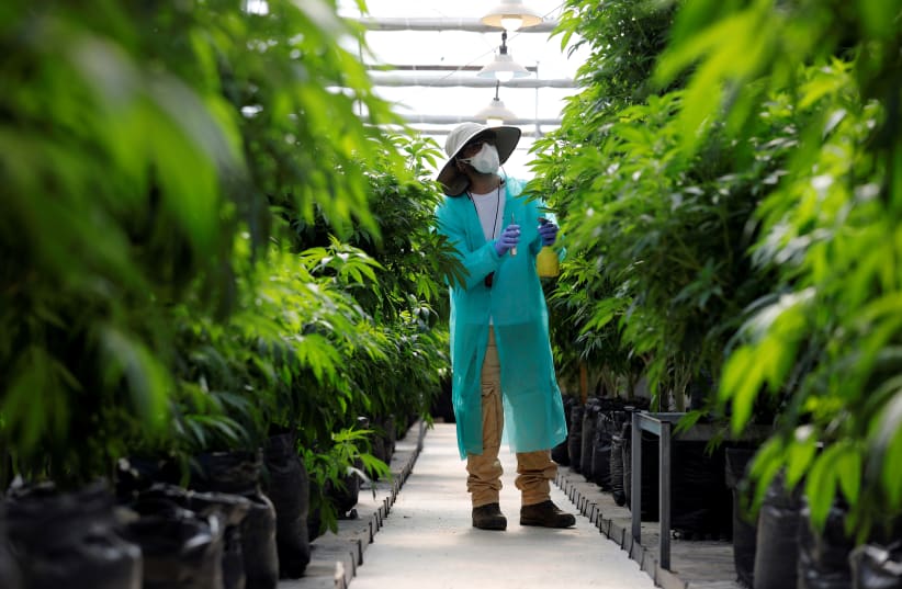 A worker tends to medical cannabis plants.  (photo credit: AMIR COHEN)