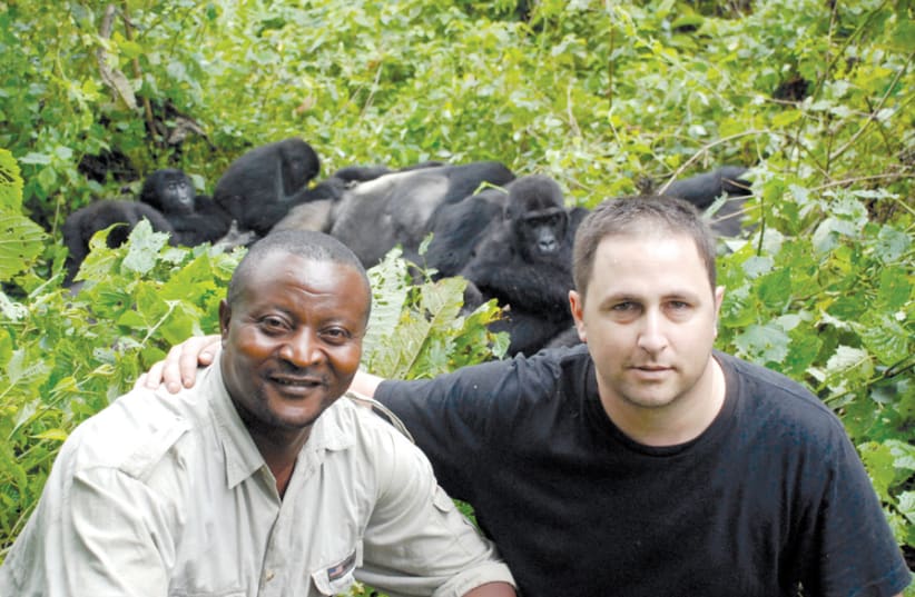 ARIEL KEDEM (right) and John Kahekwa Munihuzi in Congo with some eastern lowland gorillas, the world’s largest gorilla. (photo credit: ARIEL KEDEM)