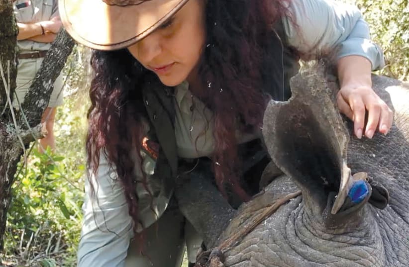 CONSERVATION BEYOND BORDERS founder and director Nicole Benjamin-Fink takes part in the de-horning process to save a female rhino from being poached in the future. (photo credit: CONSERVATION BEYOND BORDERS)